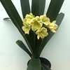 Кливии (Clivia)